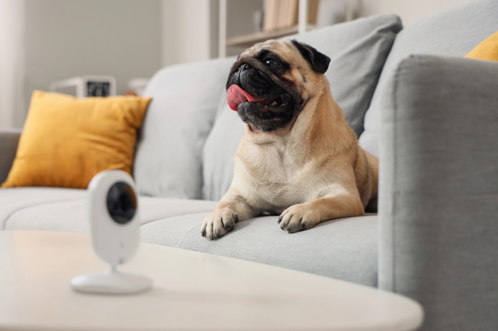 nên gửi chó ở pet hotel hay nhờ người quen