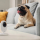 Caméras de surveillance pour animaux : surveiller vos compagnons à distance